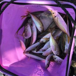 ジグサビキでアジ爆釣